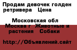 Продам девочек голден ретривера › Цена ­ 25 000 - Московская обл., Москва г. Животные и растения » Собаки   